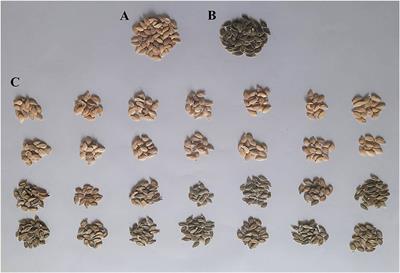 Identification of single major QTL and candidate gene(s) governing hull-less seed trait in pumpkin